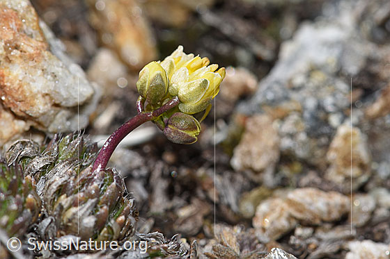 Photo: Draba hoppeana. Whole plant (habiti). View from the side.