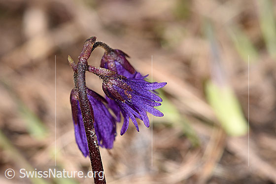 Foto: Grosses Alpenglöckchen (Soldanella alpina). Blüten.