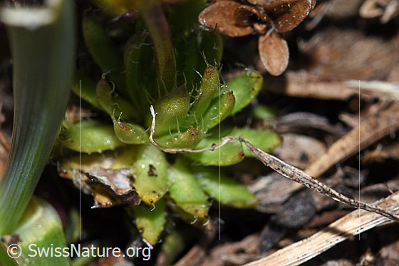 Photo: Draba hoppeana. Leaf-Rosette and stem.