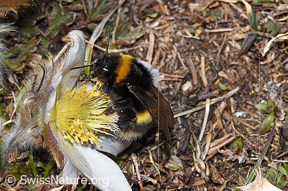 Photo: Bombus cryptarum on Pulsatilla vernalis. View from the side.