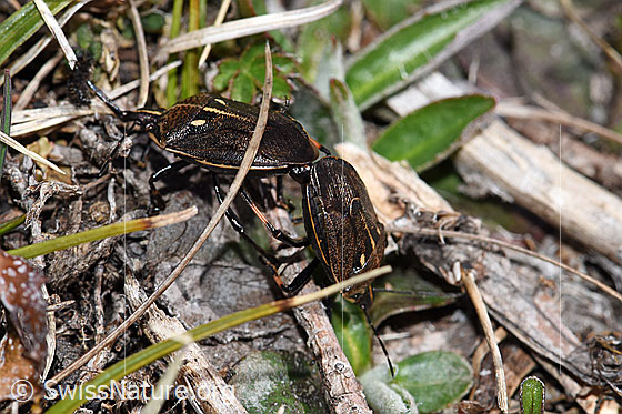 Photo: Jalla dumosa. Length 11 - 15mm. During mating. View from diagonally above.