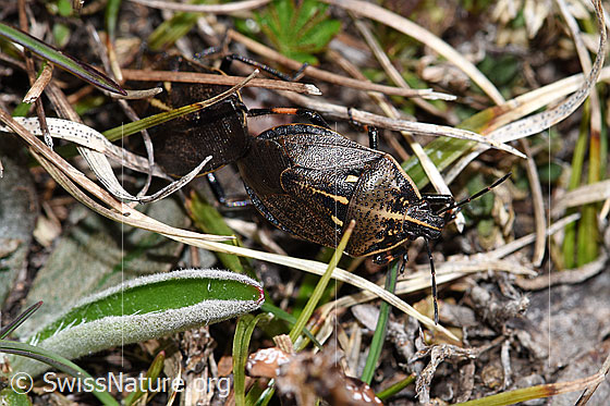Photo: Jalla dumosa. Length 11 - 15mm. During mating. View from above.