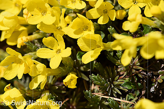 Photo: Androsace vitaliana. Blossoms and rosettes.