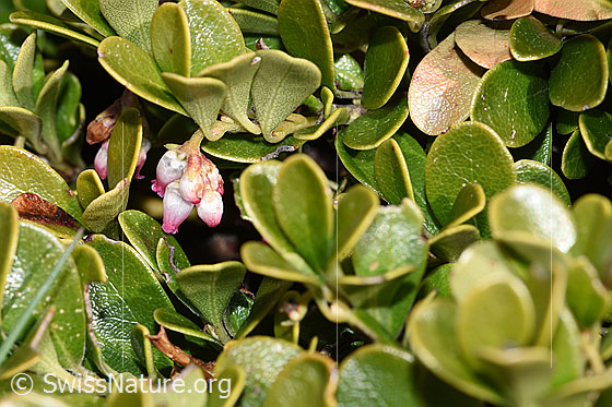 Immergrüne Bärentraube (Arctostaphylos uva-ursi)