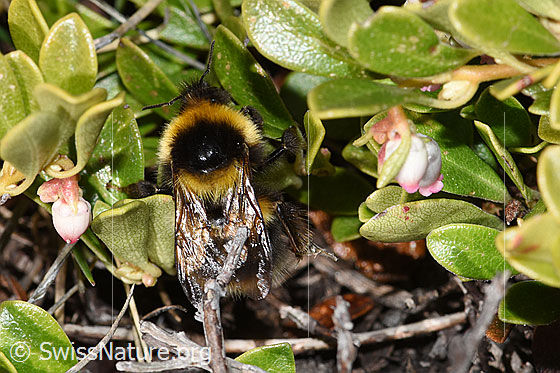 Photo: Probably Bombus argillaceus on Arctostaphylos uva-ursi. Length 8 - 28mm. View from above.