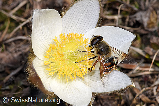 Foto: Mistbiene (Eristalis tenax) auf Frühlings-Anemone (Pulsatilla vernalis). Ansicht von seitlich oben.