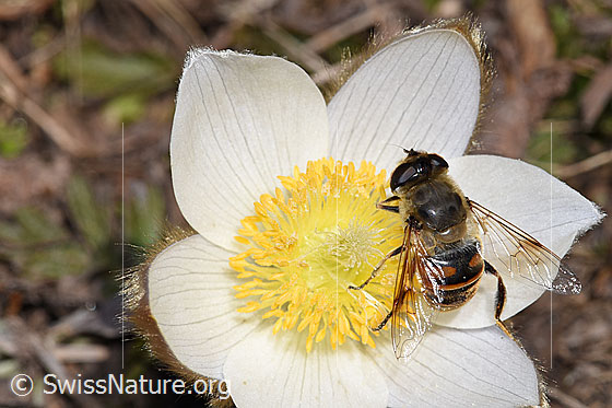 Foto: Mistbiene (Eristalis tenax) auf Frühlings-Anemone (Pulsatilla vernalis). Ansicht von oben.