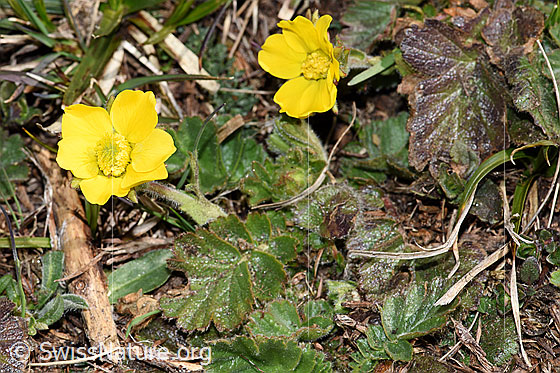 Photo: Geum montanum. Whole plant (habiti).