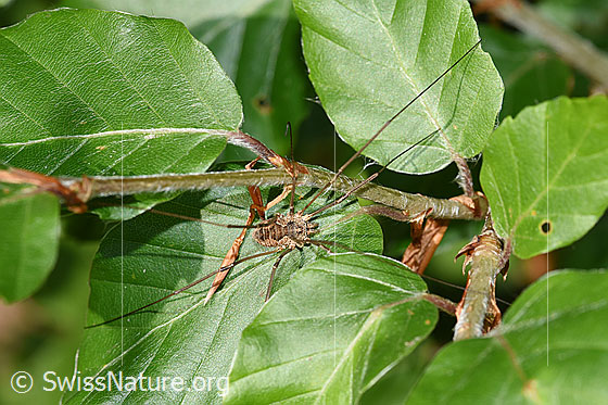 Foto: Gemeiner Gebirgsweberknecht (Mitopus morio). Körperlänge: Männchen 4.5 - 6.5mm, Weibchen 7 - 9mm. Ansicht von oben.