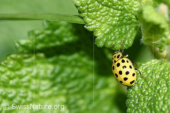 Foto: Zweiundzwanzigpunkt-Marienkäfer (Psyllobora vigintiduopunctata). Länge 3 - 4.5mm. Wird auch Pilz-Marienkäfer oder Thea vigintiduopunctata genannt.