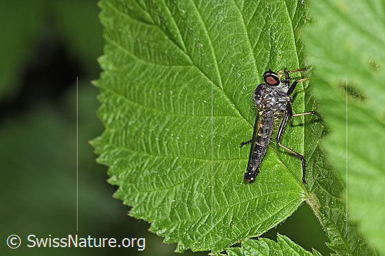 Foto: Kleiner Strauchdieb (Neoitamus socius). Länge 12 - 18mm. Männchen. Ansicht von der Seite.