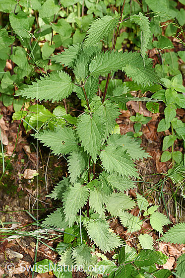 Photo: Urtica diocia. Whole plant (habiti).