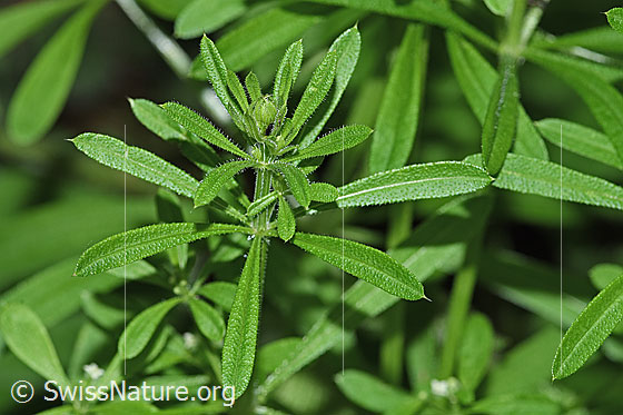 Photo: Probably Galium aparine. Blossoms, stem and leaves.