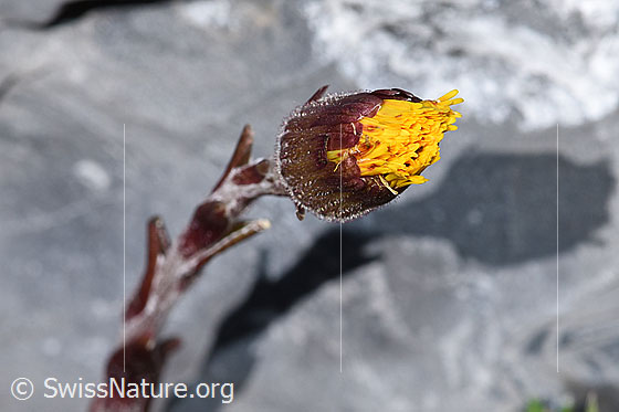 Foto: Huflattich (Tussilago farfara). Geschlossene Blüte.