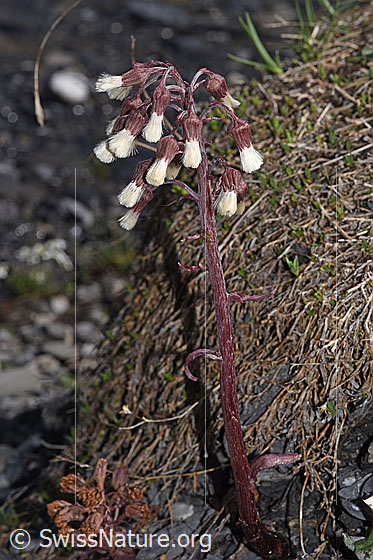 Foto: Alpen-Pestwurz (Petasites paradoxus). Ganze Pflanze (Habitus). Ansicht von schräg oben.