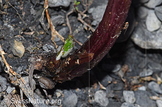 Foto: Alpen-Pestwurz (Petasites paradoxus). Stängel und Blatt-Triebe. Am Fuss des Stängels ist eine kleine Schnecke zu sehen.