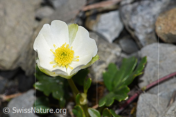 Photo: Ranunculus alpestris. Blossom.