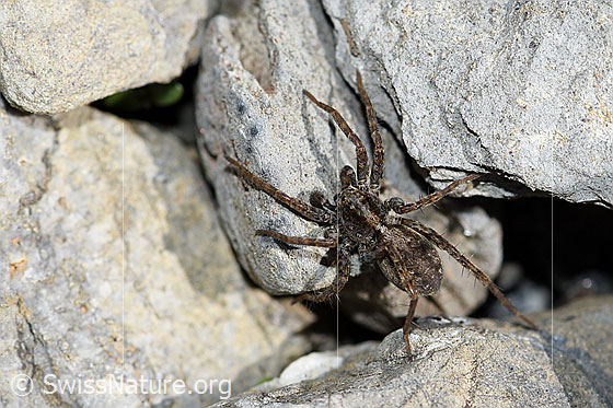 Foto: Magerrasen-Laufwolf (Pardosa monticola) in karger Umgebung. Wird auch Magerrasen- oder Bergwolfsspinne.