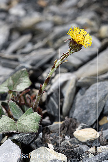 Foto: Huflattich (Tussilago farfara). Ganze Pflanze (Habitus).