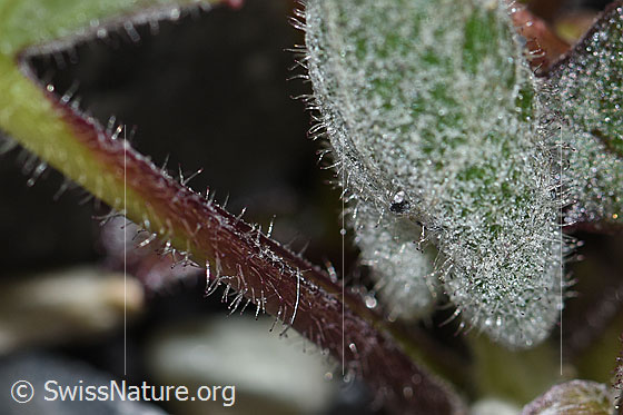 Foto: Huflattich (Tussilago farfara). Stängel und Blätter. Stängel: Drüsig behhaart.