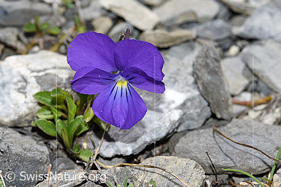 Foto: Langsporniges Stiefmütterchen (Viola calcarata). Blüte. Ansicht von vorne.