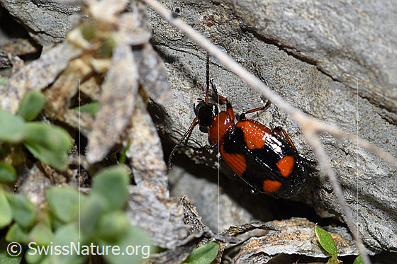 Kleinkreuz-Prunkläufer (Lebia cruxminor)