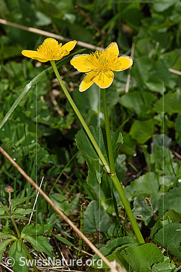 Photo: Caltha palustris. Whole plant (habiti).