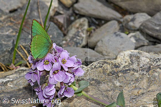 Foto: Brombeer-Zipfelfalter (Callophrys rubi) auf Kriechendem Täschelkraut (Thlaspi rotundifolium). Flügel geschlossen. Ansicht von schräg hinten. Wird auch Grüner Zipfelfalter genannt.