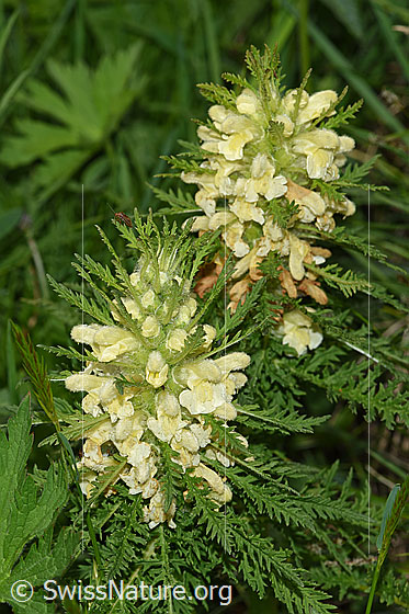 Foto: Blattreiches Läusekraut (Pedicularis foliosa). Blüten.