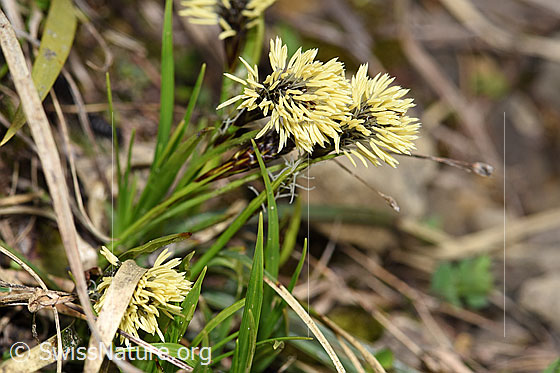 Foto: Wahrscheinlich Frühlings-Segge (Carex caryophyllea). Ganze Pflanze (Habitus).