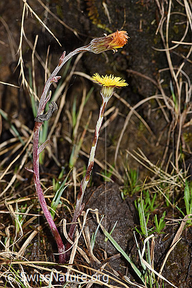 Foto: Huflattich (Tussilago farfara). Ganze Pflanze (Habitus).