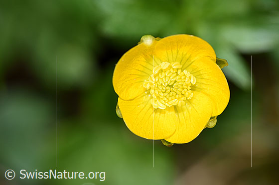 Foto: Berg-Hahnenfuss (Ranunculus montanus). Blüte. Ansicht von oben.