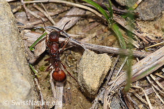Foto: Grosse Knotenameise (Manica rubida). Länge 5 - 9mm. Ansicht von oben.