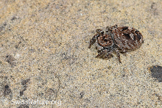 Foto: Wahrscheinlich Sitticus floricola (Springspinne). Weibchen. Länge: 5 - 6.5mm. Ansicht von schräg oben.