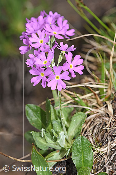 Foto: Mehl-Primel (Primula farinosa). Ganze Pflanze (Habitus).
