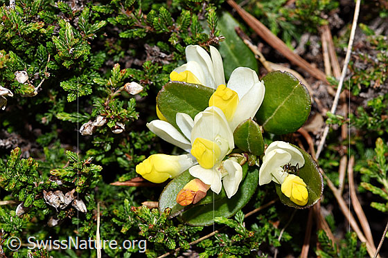 Photo: Polygala Chamaebuxus. Whole plant (habiti). View from diagonally above.