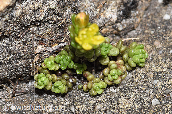 Foto: Wahrscheinlich Alpen-Mauerpfeffer (Sedum alpestre). Blätter.