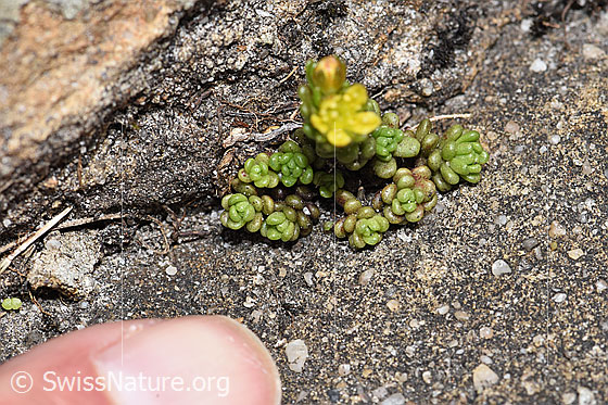 Photo: Probably Sedum alpestre. Whole plant (habiti).