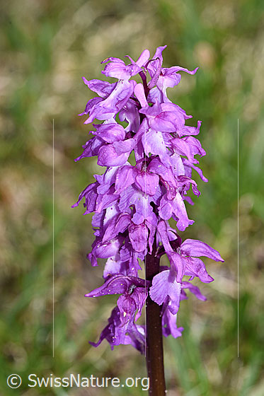 Photo: Orchis mascula. Inflorescence.
