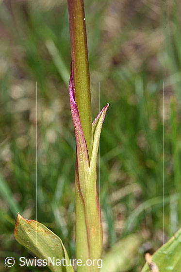 Photo: Orchis mascula. Leaves and stem.