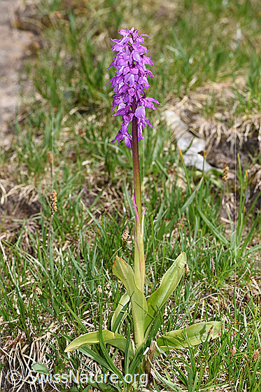 Photo: Orchis mascula. Whole plant (habiti).