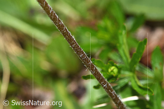 Photo: Aster bellidiastrum. Stem.