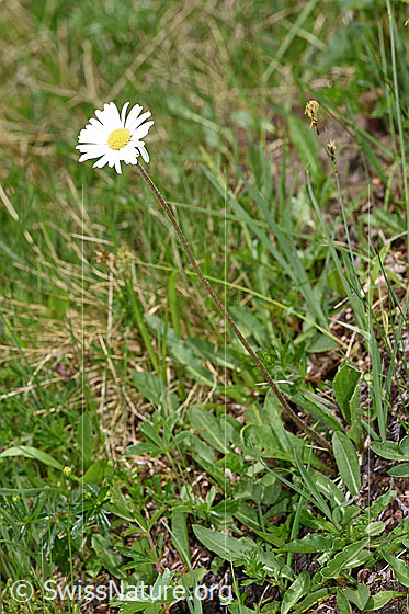 Foto: Alpenmasslieb (Aster bellidiastrum). Ganze Pflanze (habitus).