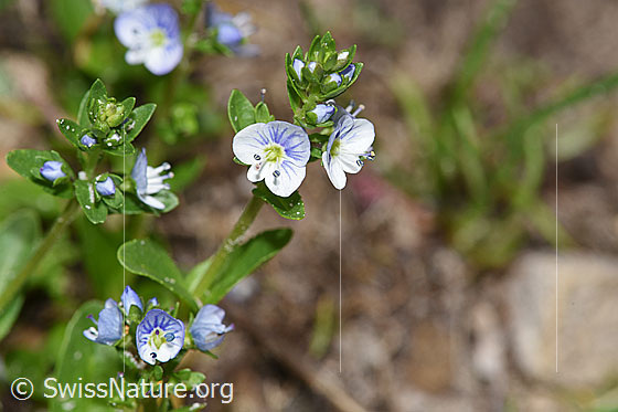 Photo: Veronica serpyllifolia. Blossoms and stem.