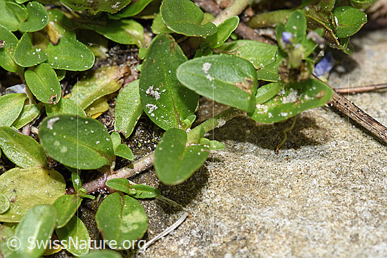 Photo: Veronica serpyllifolia. Leaves and stem.