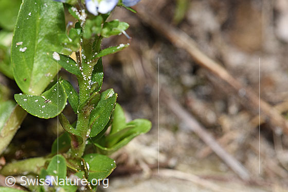 Photo: Veronica serpyllifolia. Stem and leaves.