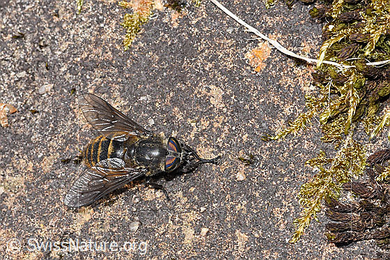 Foto: Bergbremse (Hybomitra auripila). Weibchen. Länge 13 - 16mm. Wird auch Hybomitra aterrima var. auripila genannt. Ansicht von oben.