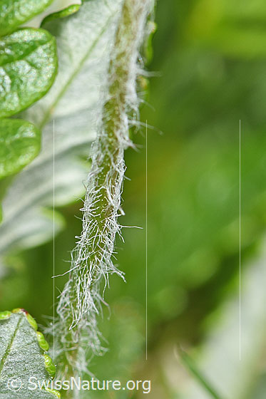 Photo: Androsace chamaejasme. Hairy stem.