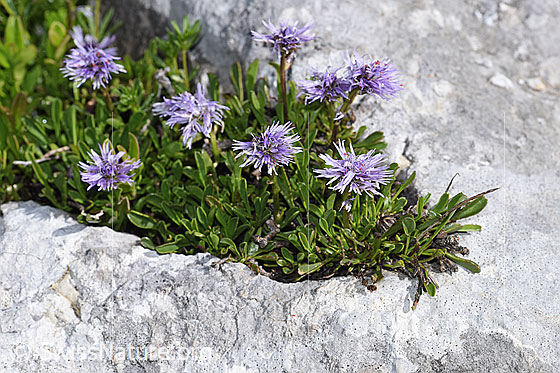 Photo: Probably Globularia cordifolia. Whole plant (habiti).