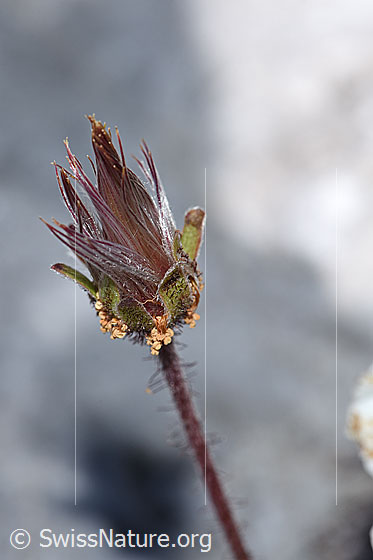 Foto: Silberwurz (Dryas octopetala). Verblühte Blüte und Stängel.